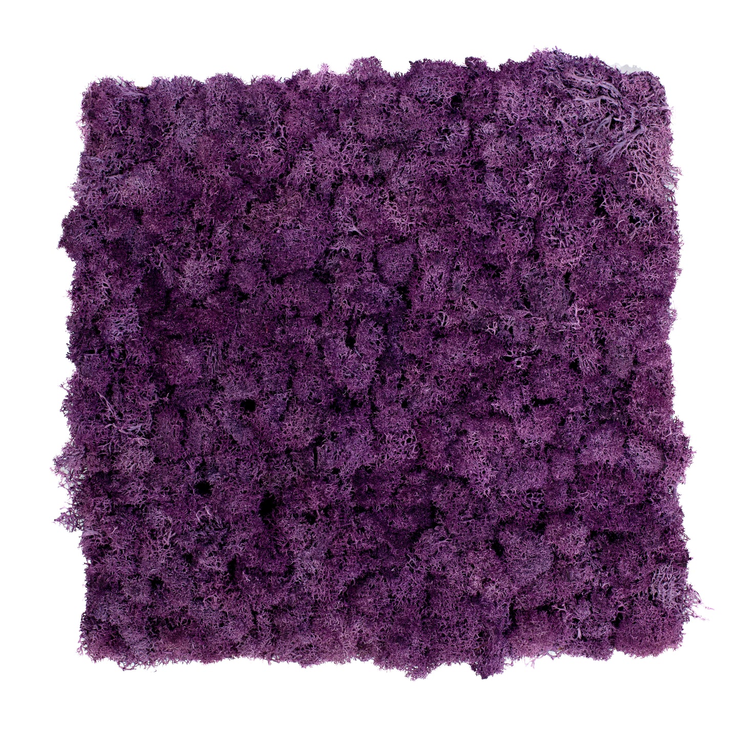TXB-0403 Muschio viola intenso