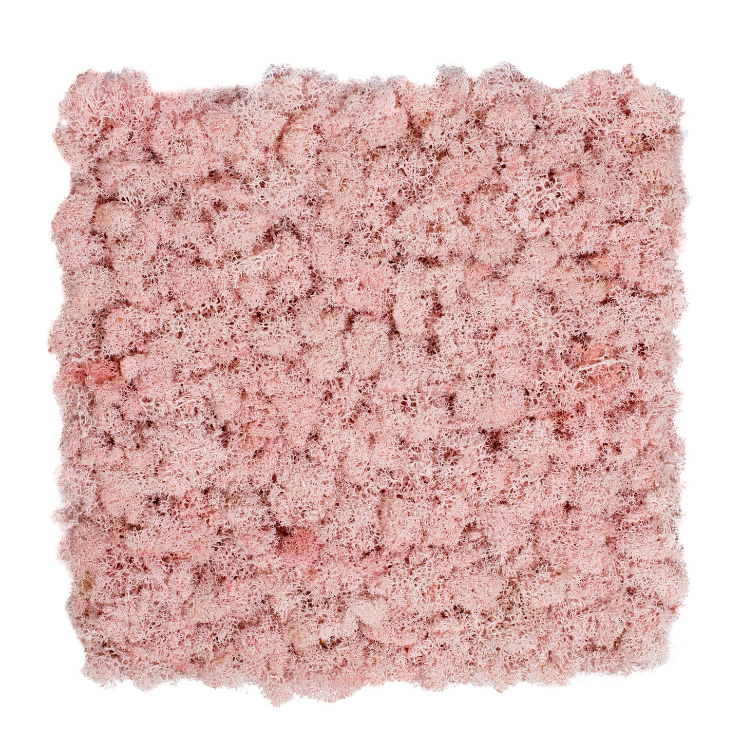 TXB-0205 Light pink moss