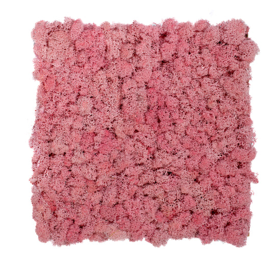 TXB-0206 Intense pink moss