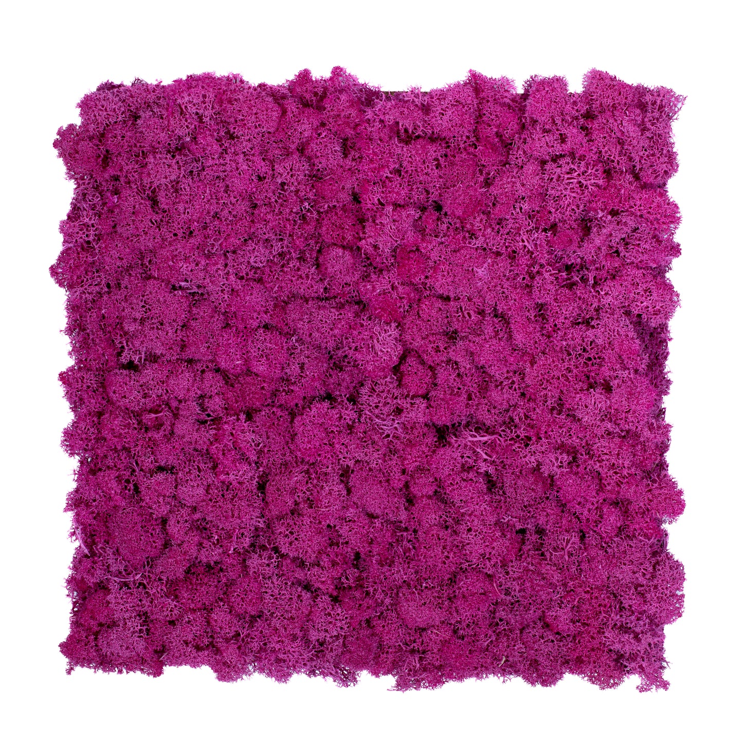 TXB-0302 Light purple moss