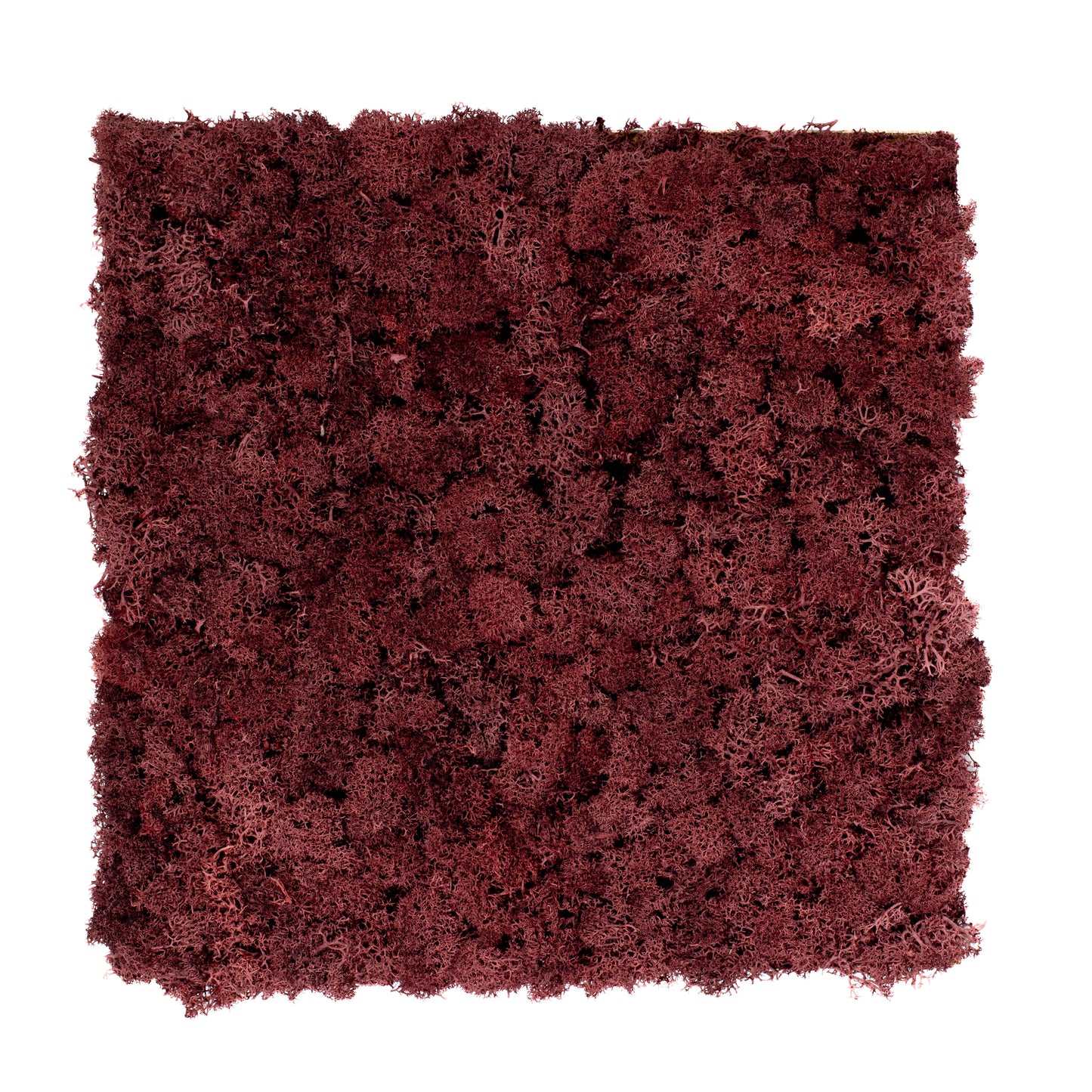 TXB-0304 Burgundy moss