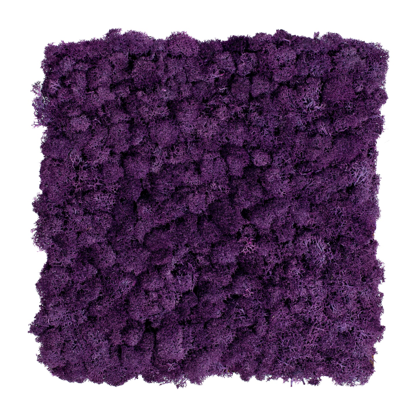 TXB-0402 Dark purple moss