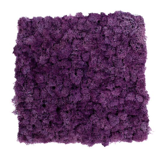 TXB-0403 Deep purple moss