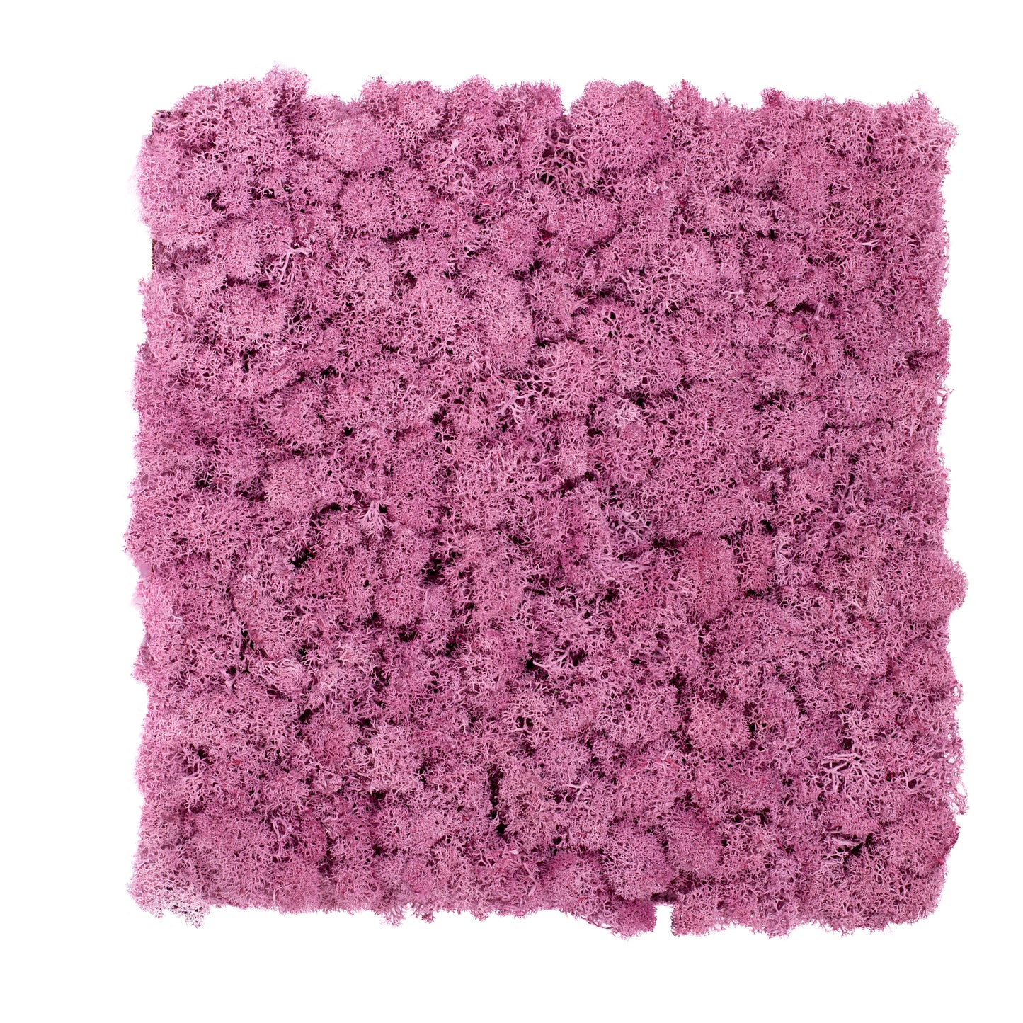 TXB-0404 Mousse lilas