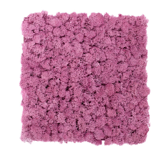 TXB-0404 Lilac moss