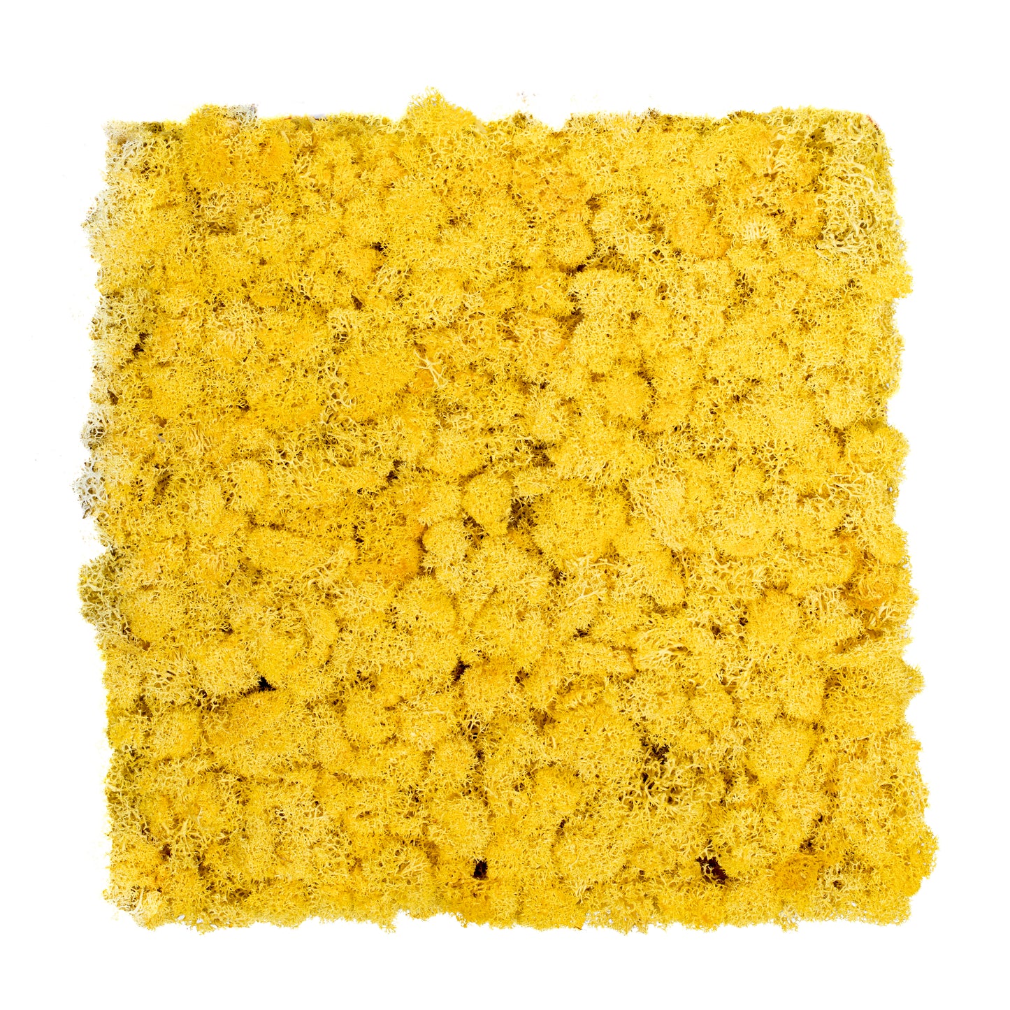 TXB-0502 Yellow moss