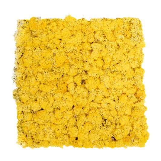 TXB-0502 Yellow moss