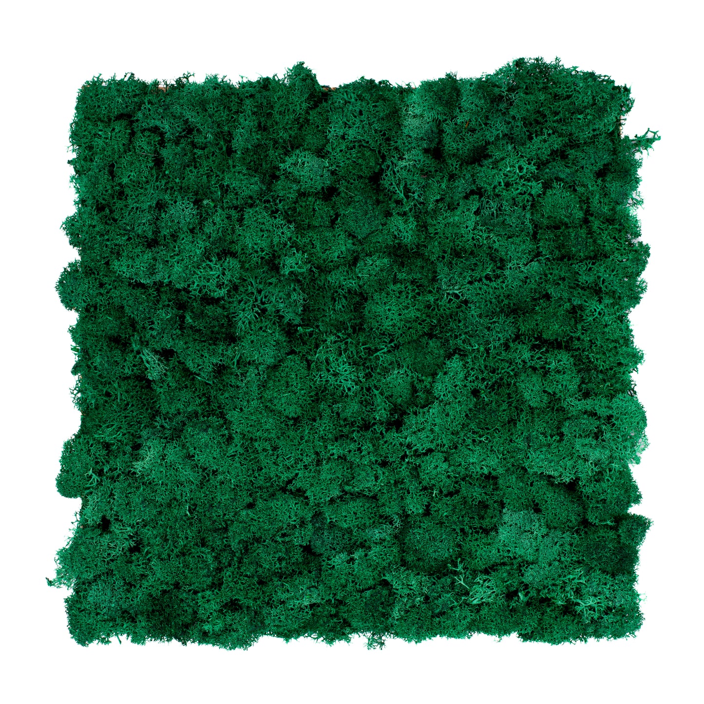 TXB-0603 Green pine moss