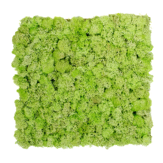 TXB-0604 Light green moss