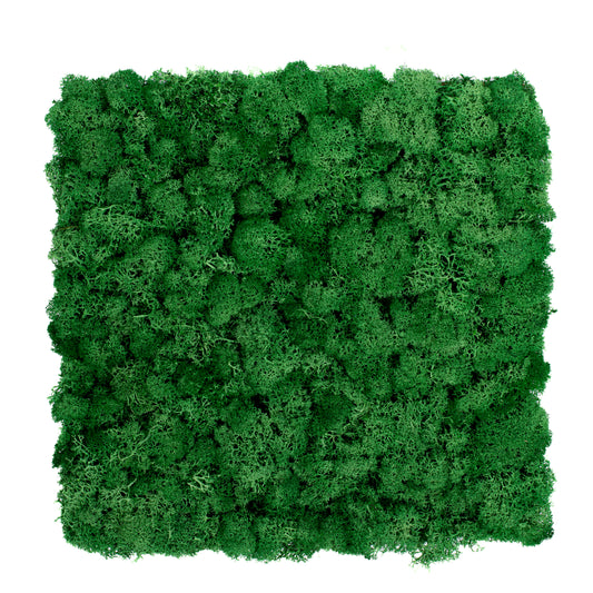 TXB-0615 Green moss clover