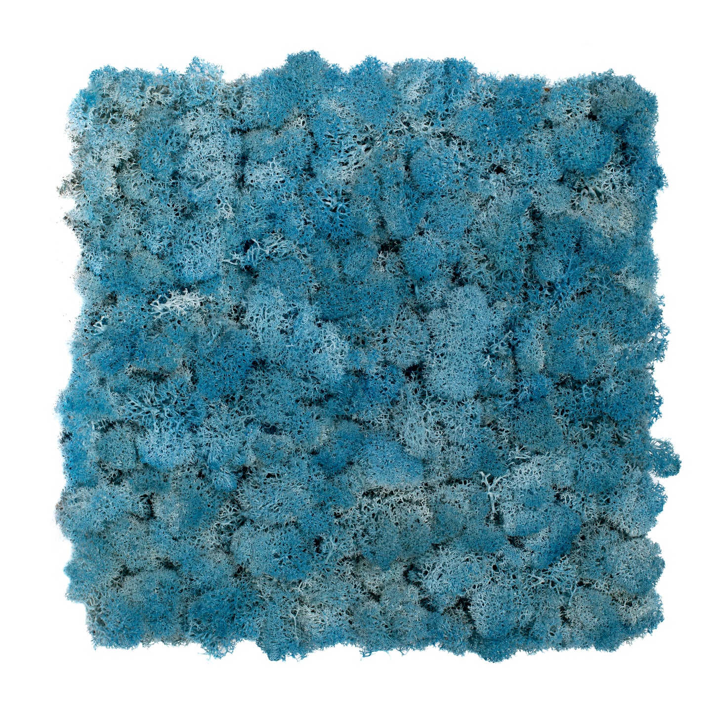 TXB-0719 Sky blue moss