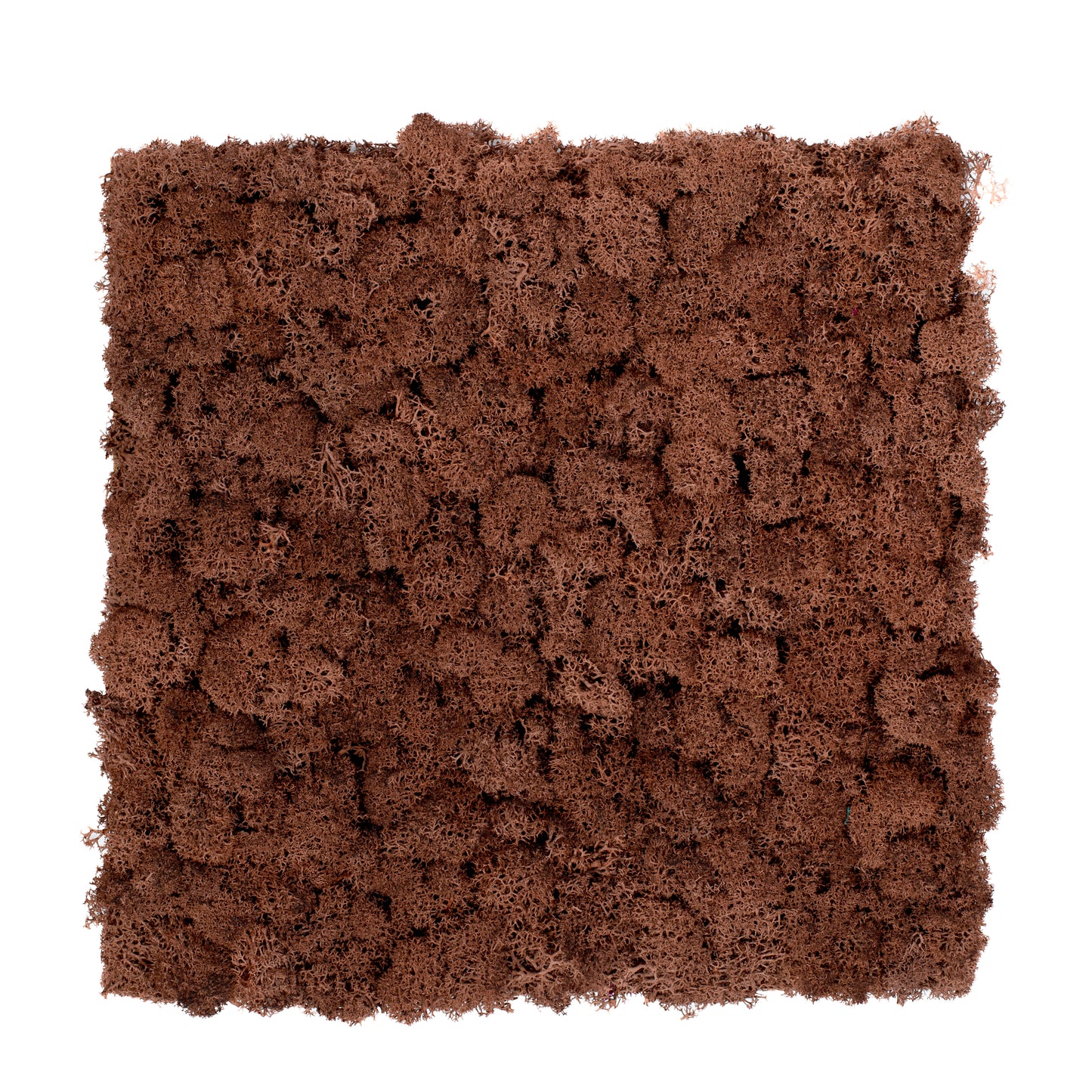 TXB-0803 Mousse brune